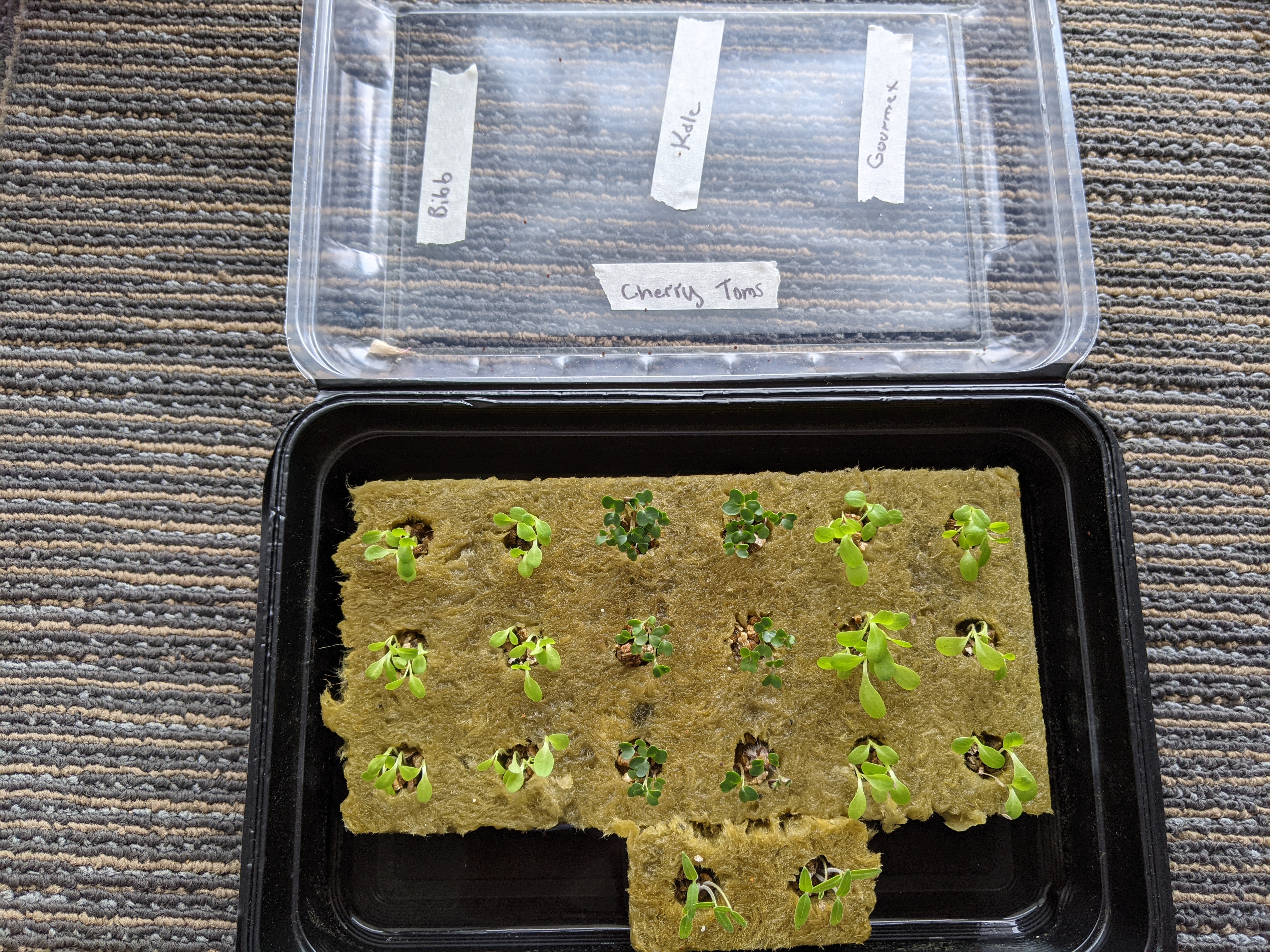 Pictures/Seedlings 1 wk.jpg